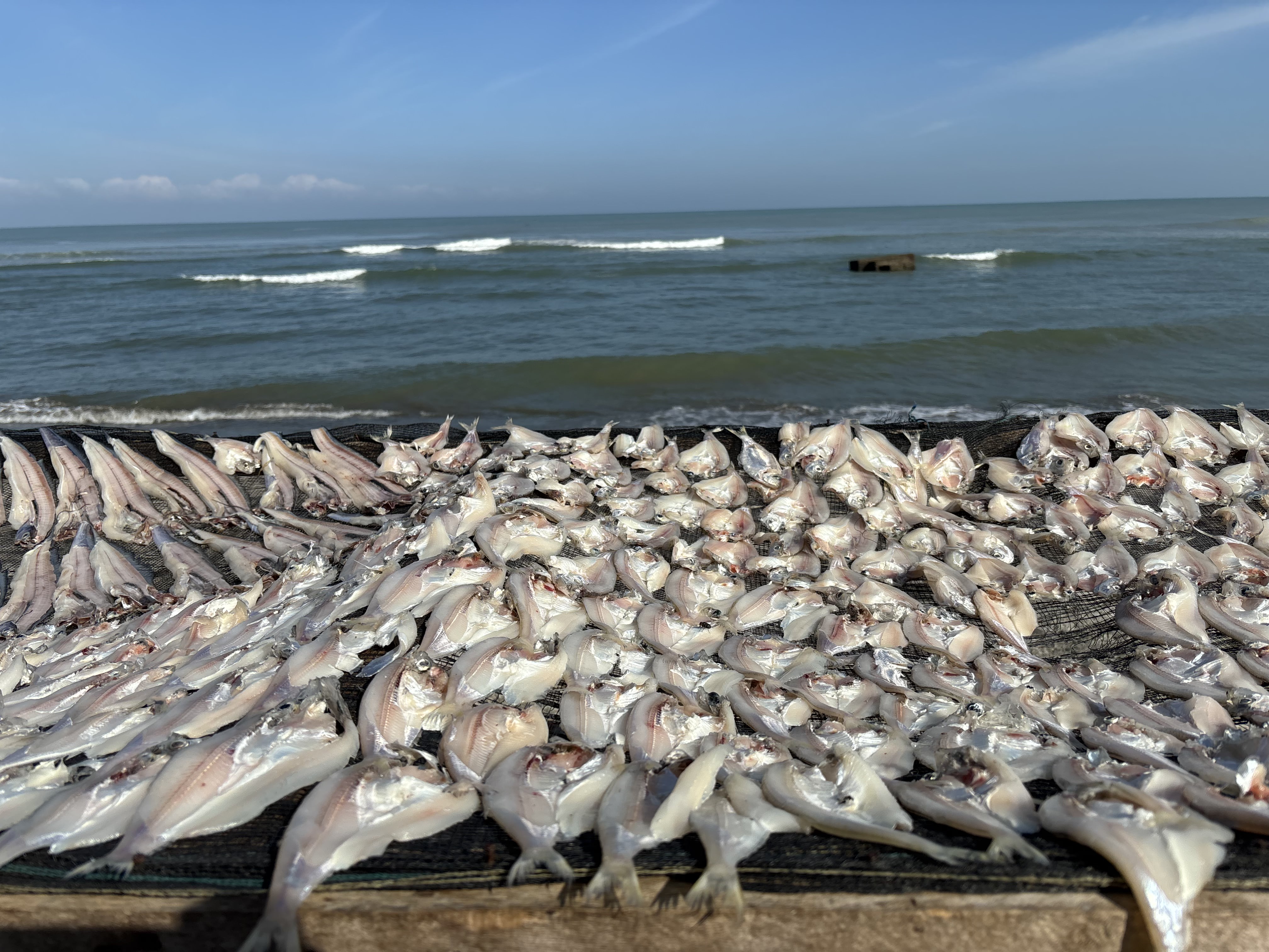 Fresh Indonesian Fish