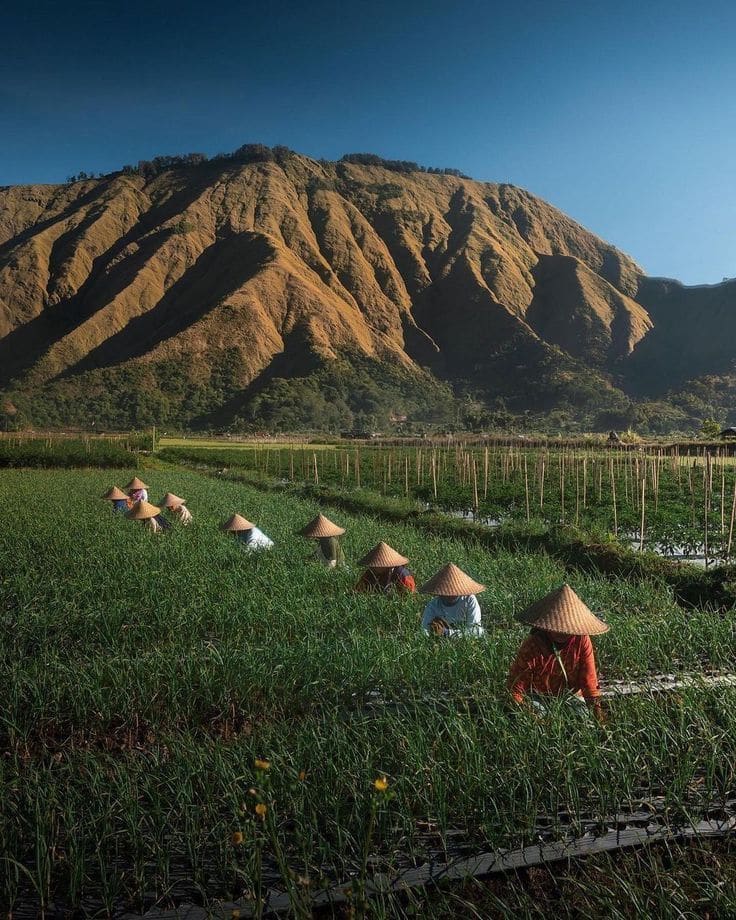 Farmers in woven hats tending a green field beneath a mountain